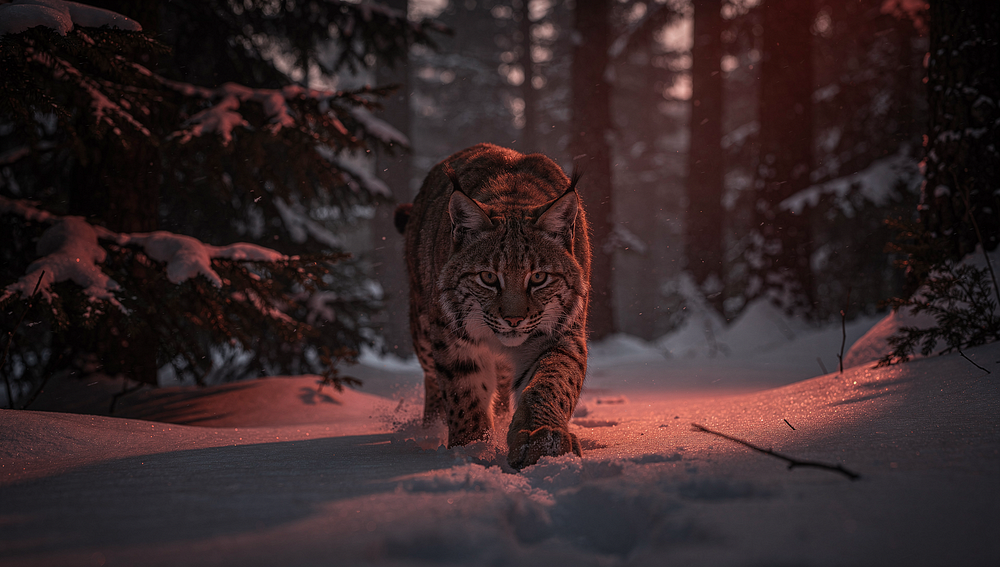 The Lynx