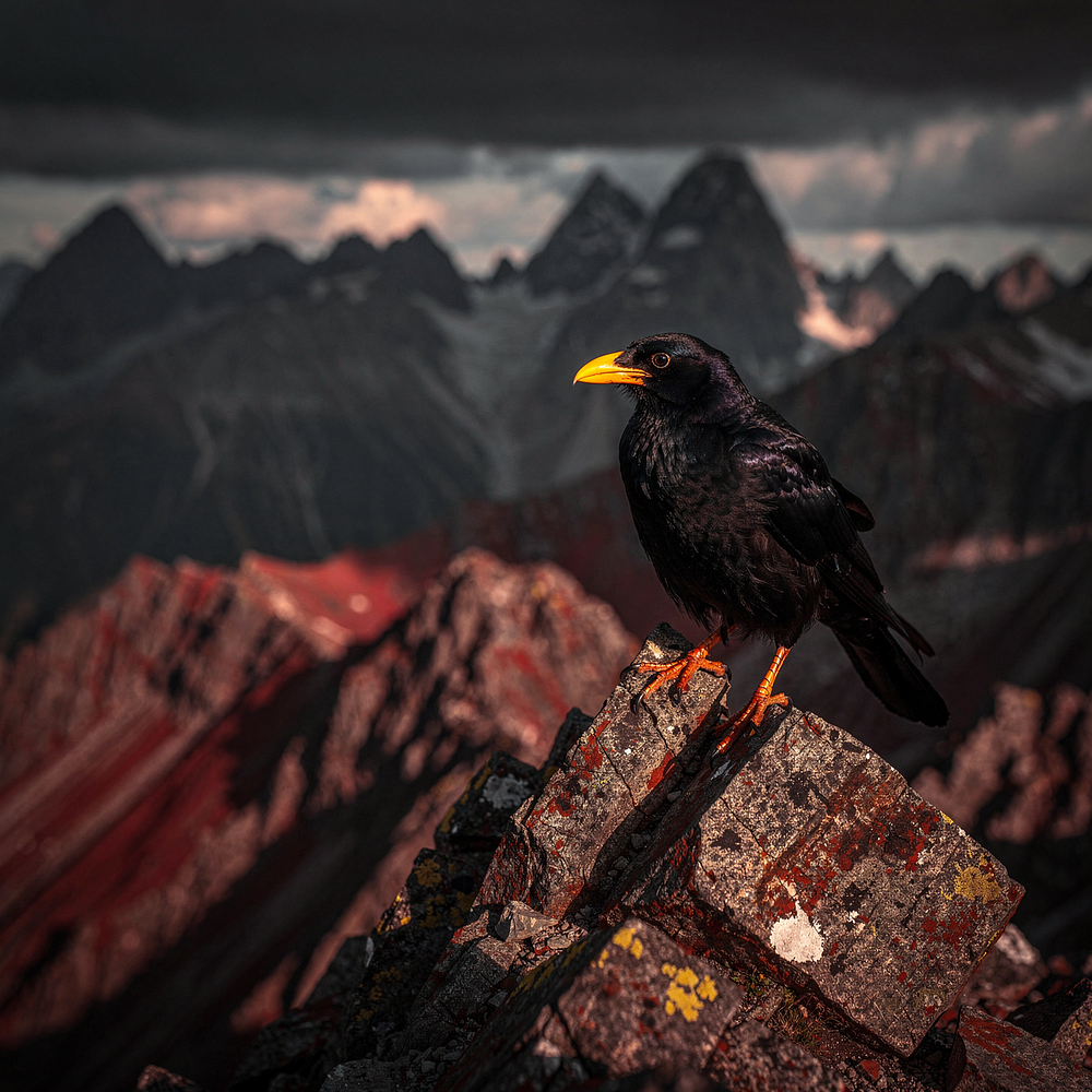 The Alpine Chough