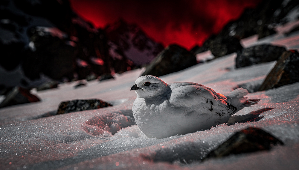 The Ptarmigan