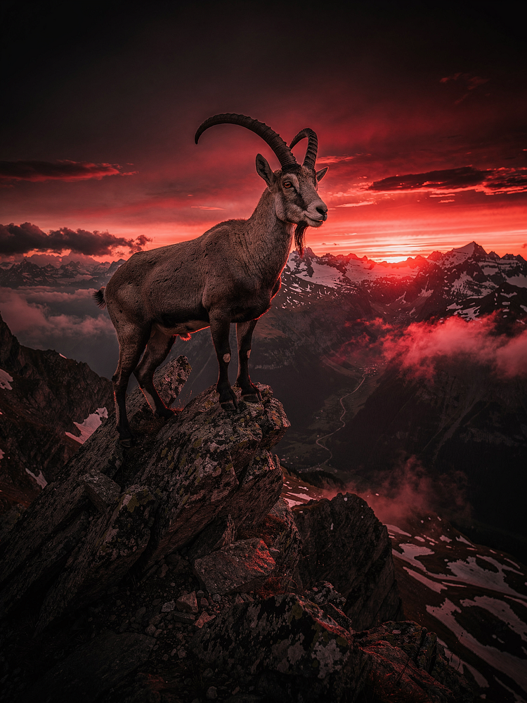 Ibex on an alpine ridge at sunset